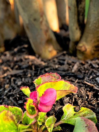Begonia