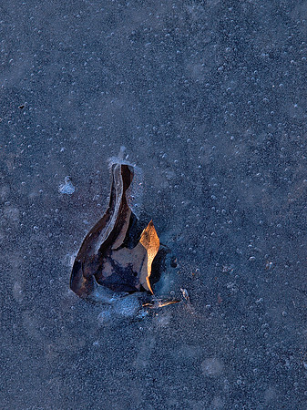 Leaf in Ice