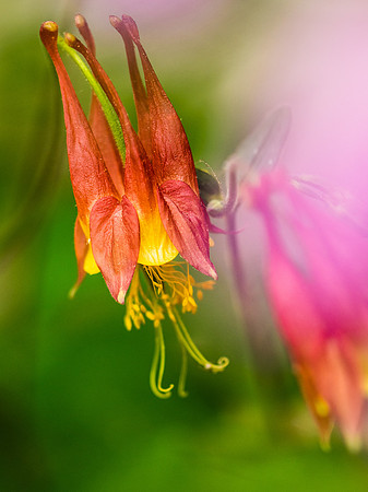 Columbine 58