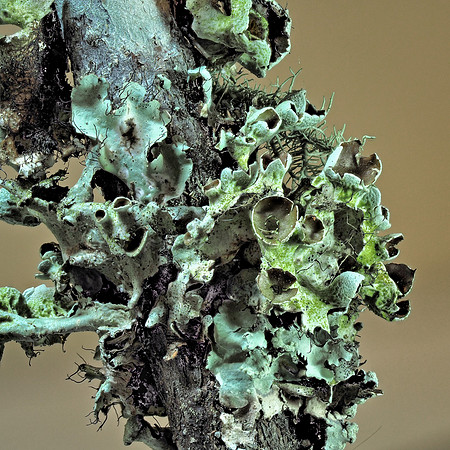 Lichen
