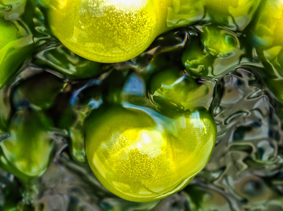 Blue-Green Algae