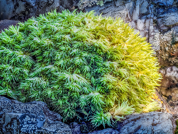 Tribble