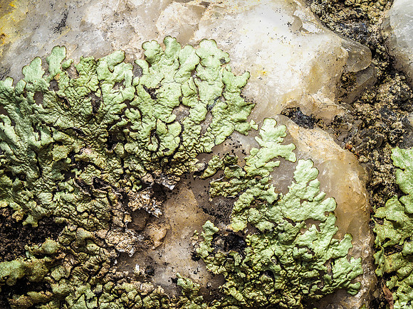 Lichen Rosette