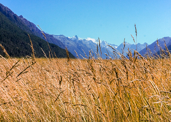 South Island Ag 25-28