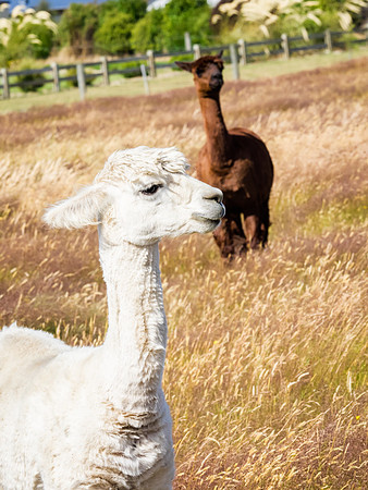 Alpaca 31
