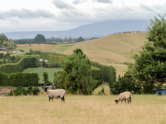 North Island 100