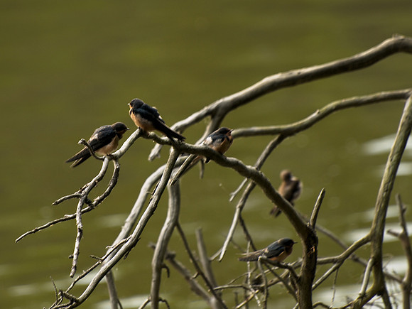 Birds