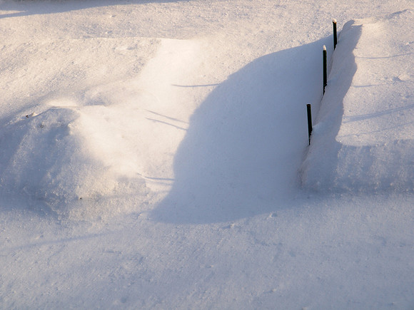 Snow Garden