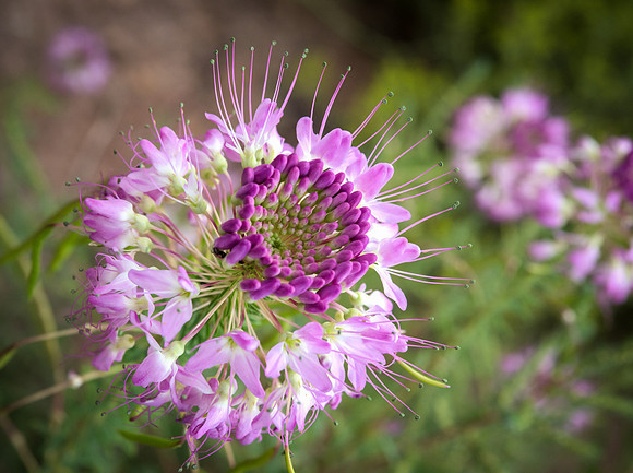 Rocky Mountain Bee Plant 45