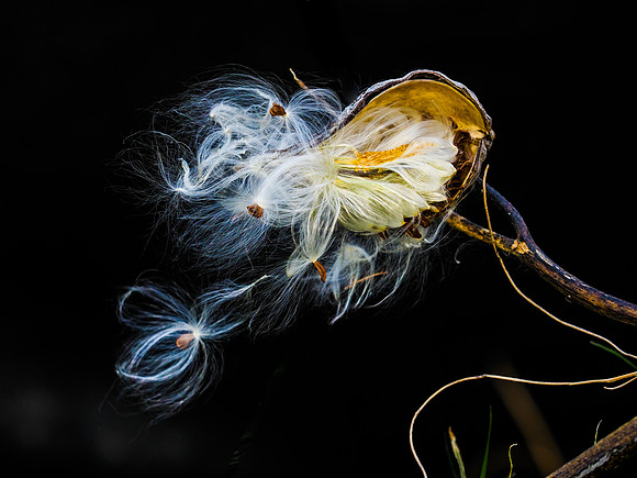 Ephemeral 74