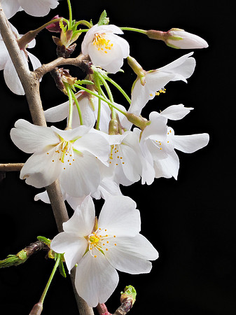 Cherry Blossoms 91-10