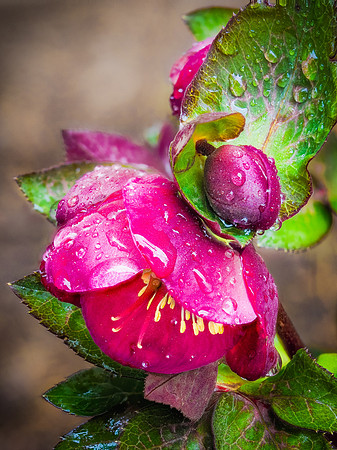 Hellebore 15-89