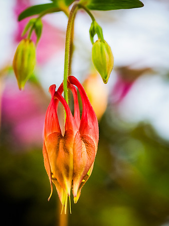 Columbine 499-0