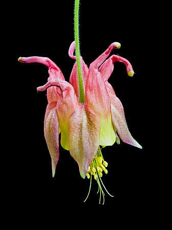 Columbine 75-88