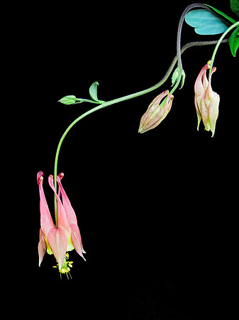 Columbine 96-06