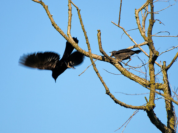 Bully Bird