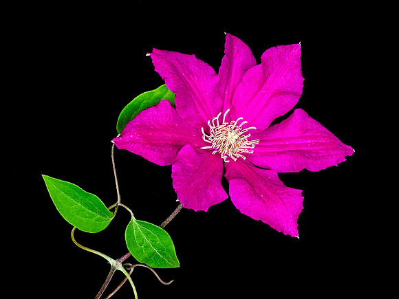 Clematis 45-49