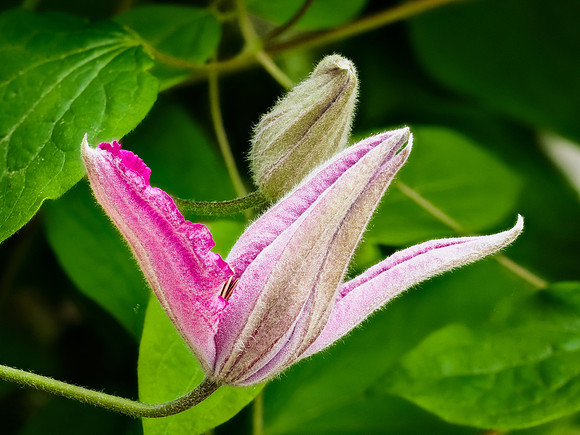 Clematis 5-24