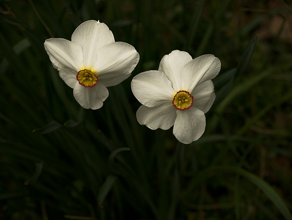 Pair