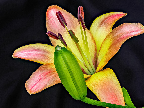 Lily 584-610