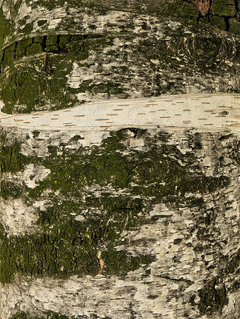 Birch Bark