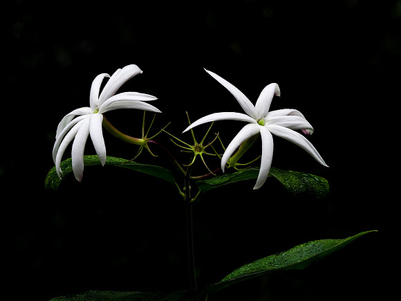 Night Jasmine 24-33
