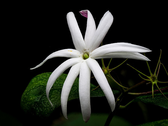 Night Jasmine 44-73
