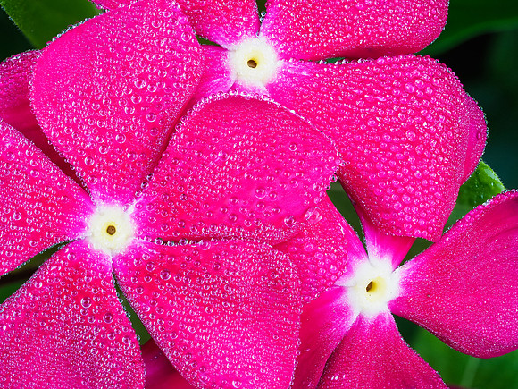 Vinca Dew 20-99