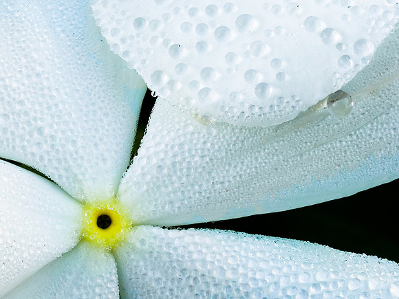 Vinca Dew 60-96
