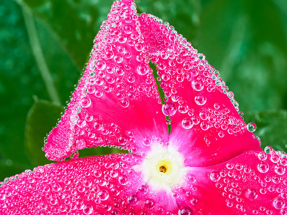 Vinca Dew 97-40