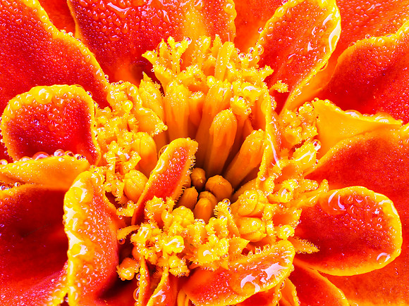 Marigold Dew 17-46