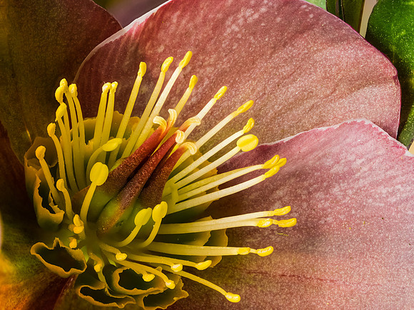 Hellebore