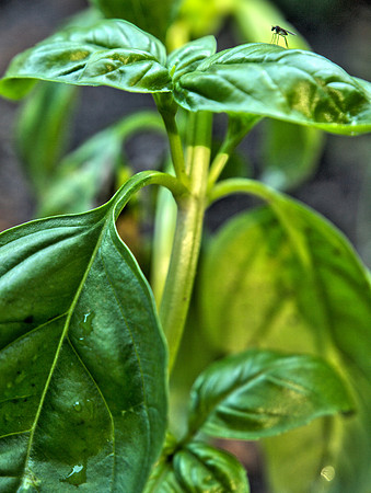Basil and Bug