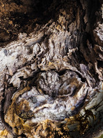 The Tree that Was 416-35