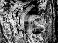 The Tree that Was 376-415