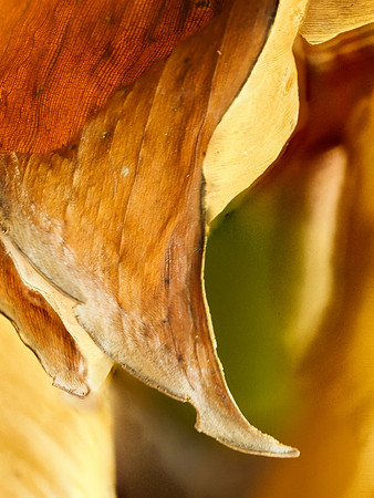 Banana Leaves 974-024