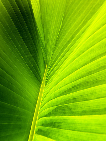 Banana Leaves 922