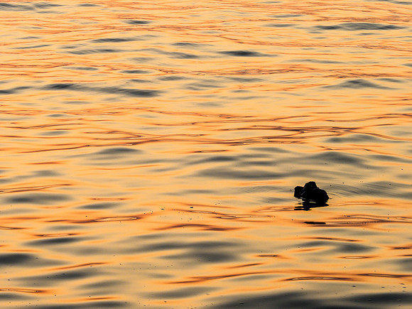 Matapeake Sundown 318