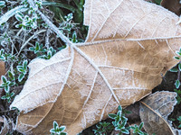 Morning Frost 788-807