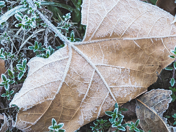 Morning Frost 788-807