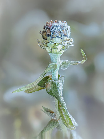 Morning Frost 688-707
