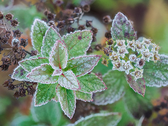 Morning Frost 728-57