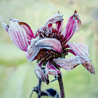 Morning Frost 758-87