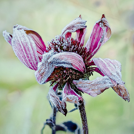 Morning Frost 758-87