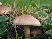 Shrooms 74-03