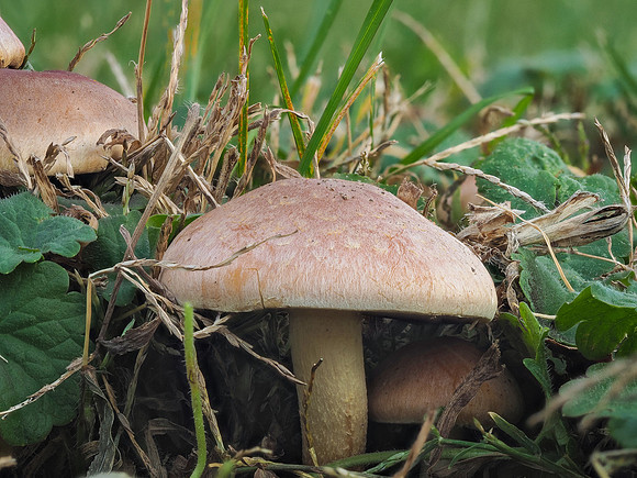 Shrooms 74-03