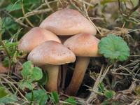 Shrooms 14-73
