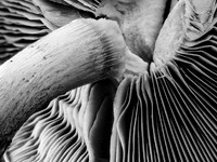 Shrooms 34-83