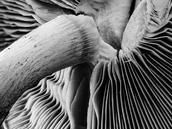 Shrooms 34-83