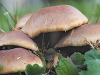 Shrooms 64-03